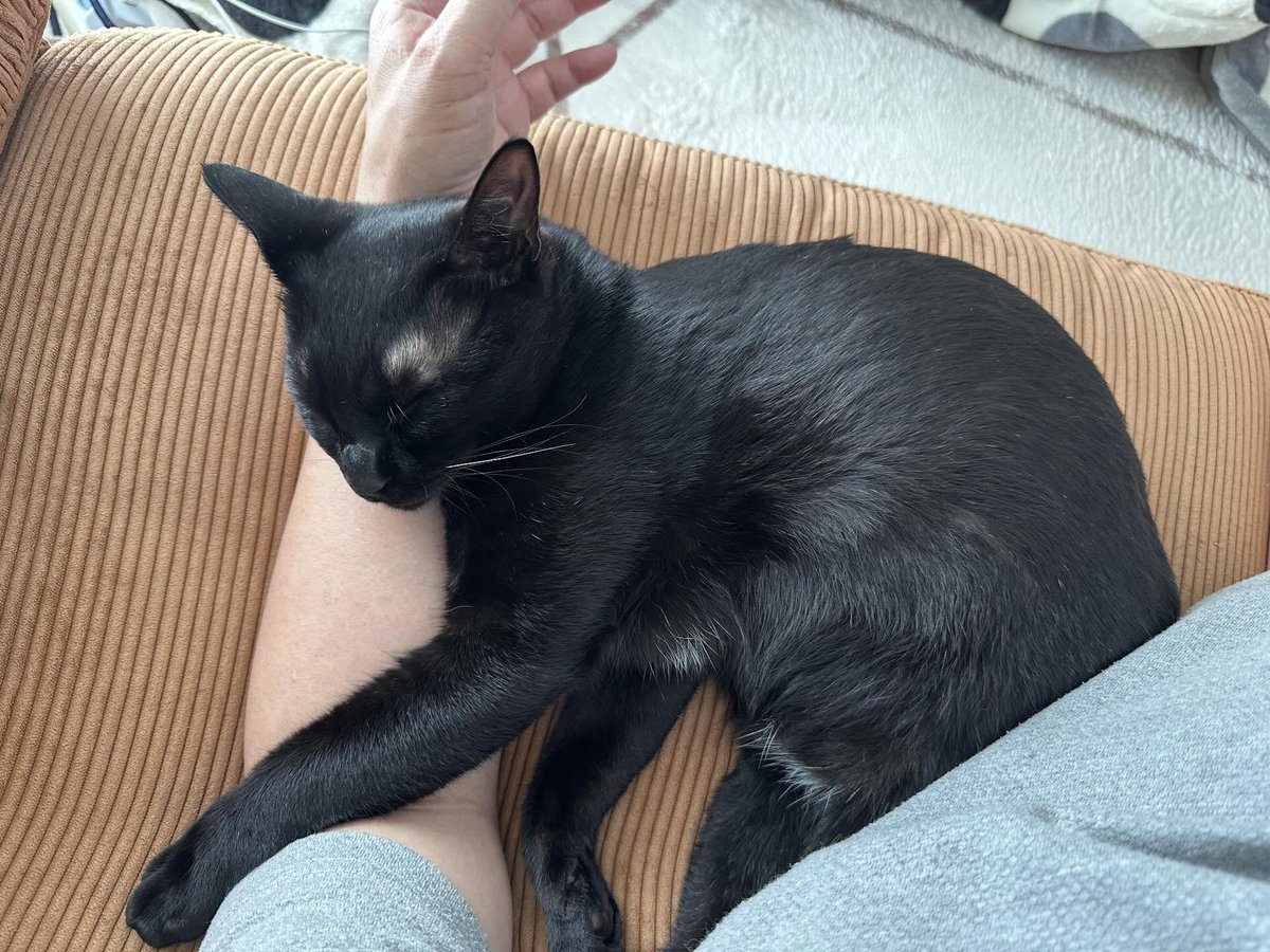 しるこサンド tweet media