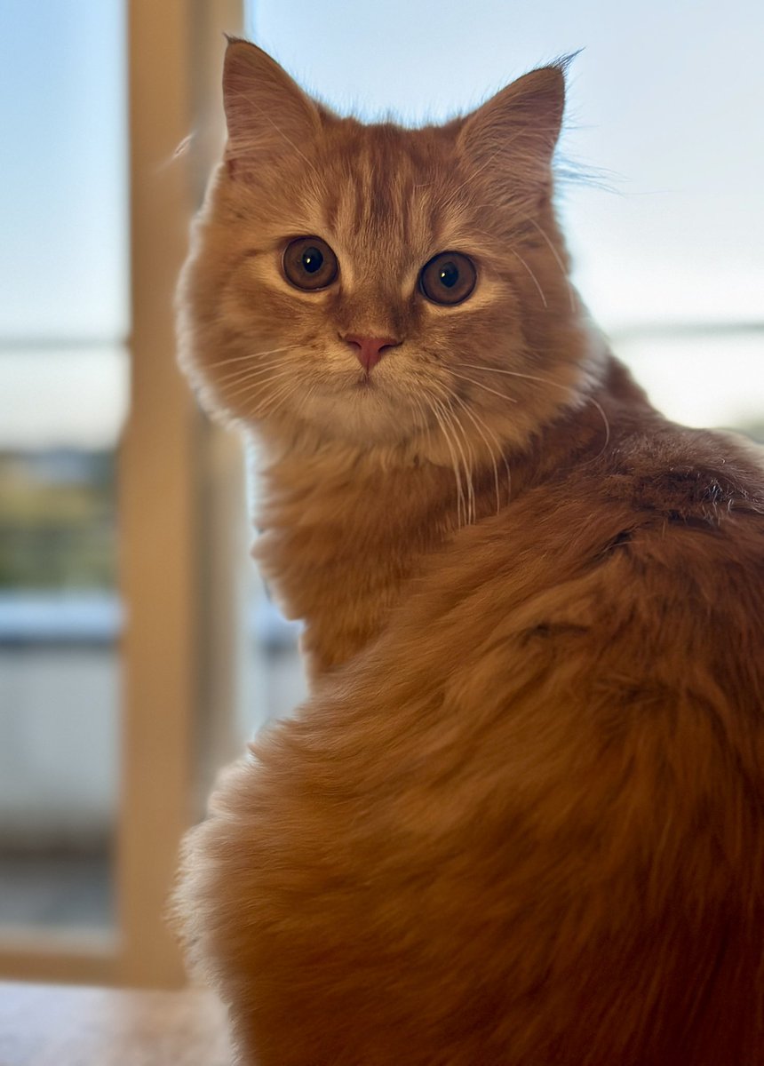 Paablo0_35's tweet photo. @Chakira_ts Notre cats, c’est Charlie ou Chachou https://t.co/Bt0aPDoa4F
