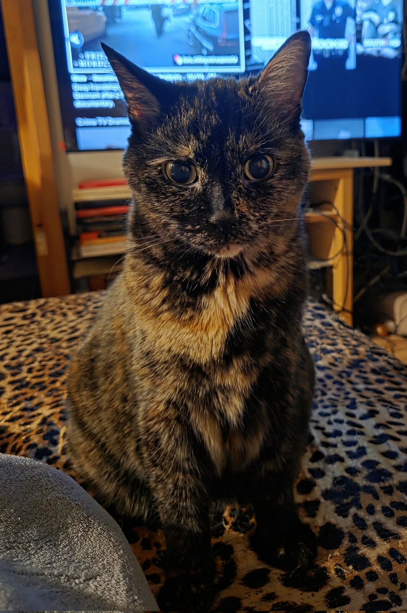 Goodnight from Tallulah 💗