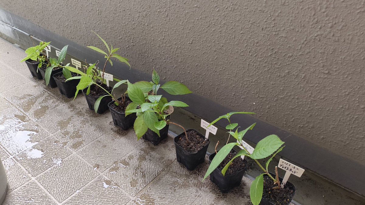 挿し木のあじさい植え替え完了🌱