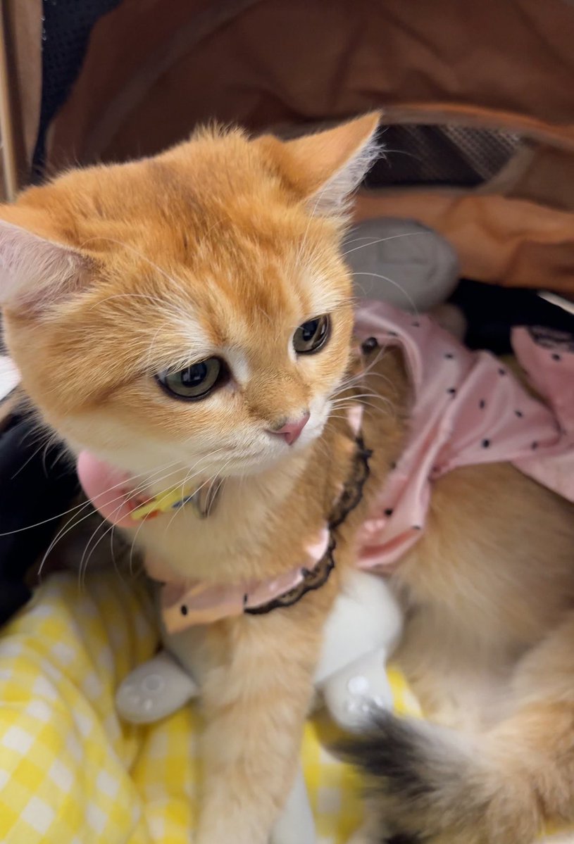 พีพี ◡̈ tweet media