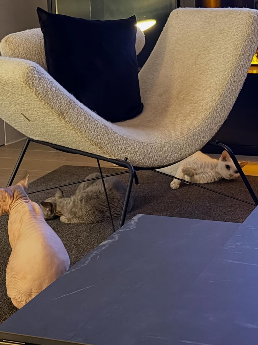 nsblossoms's tweet image. 🐈 🐈 🐈 🐈

#Cupcake #Pudding #Latte #King
#BamBam’s Cat #뱀뱀 @BamBam1A