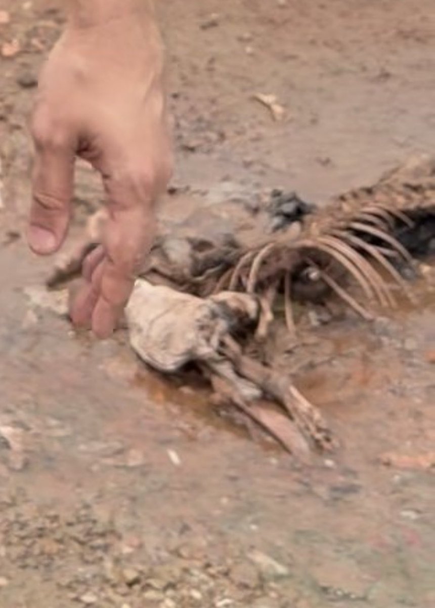 Siegfried da Silva tweet media