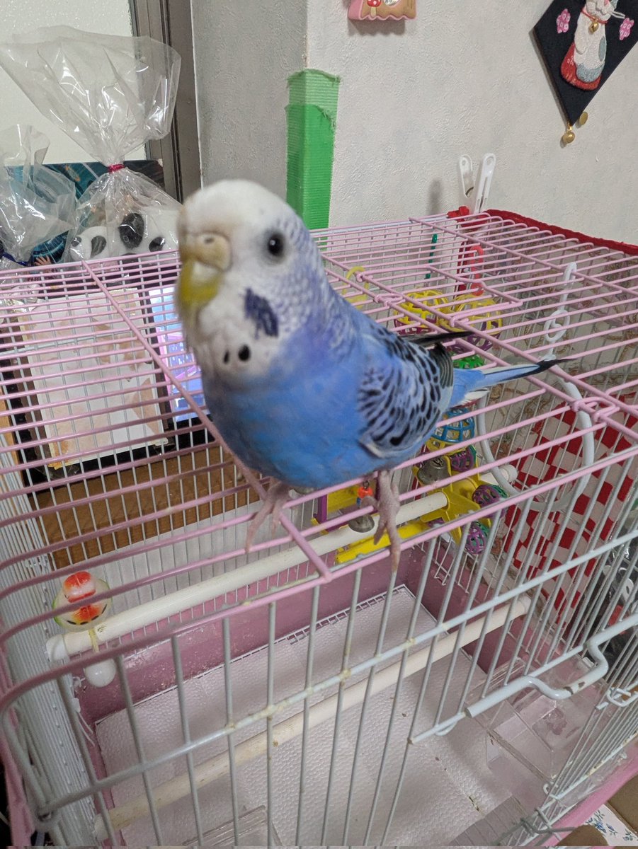 junkoi0511's tweet photo. こんにちは☀
長かった換羽期も終わり🐦ぴーは美鳥に戻りました😁
AIでお洒落してみました✌️ https://t.co/ah4QNEYmV3