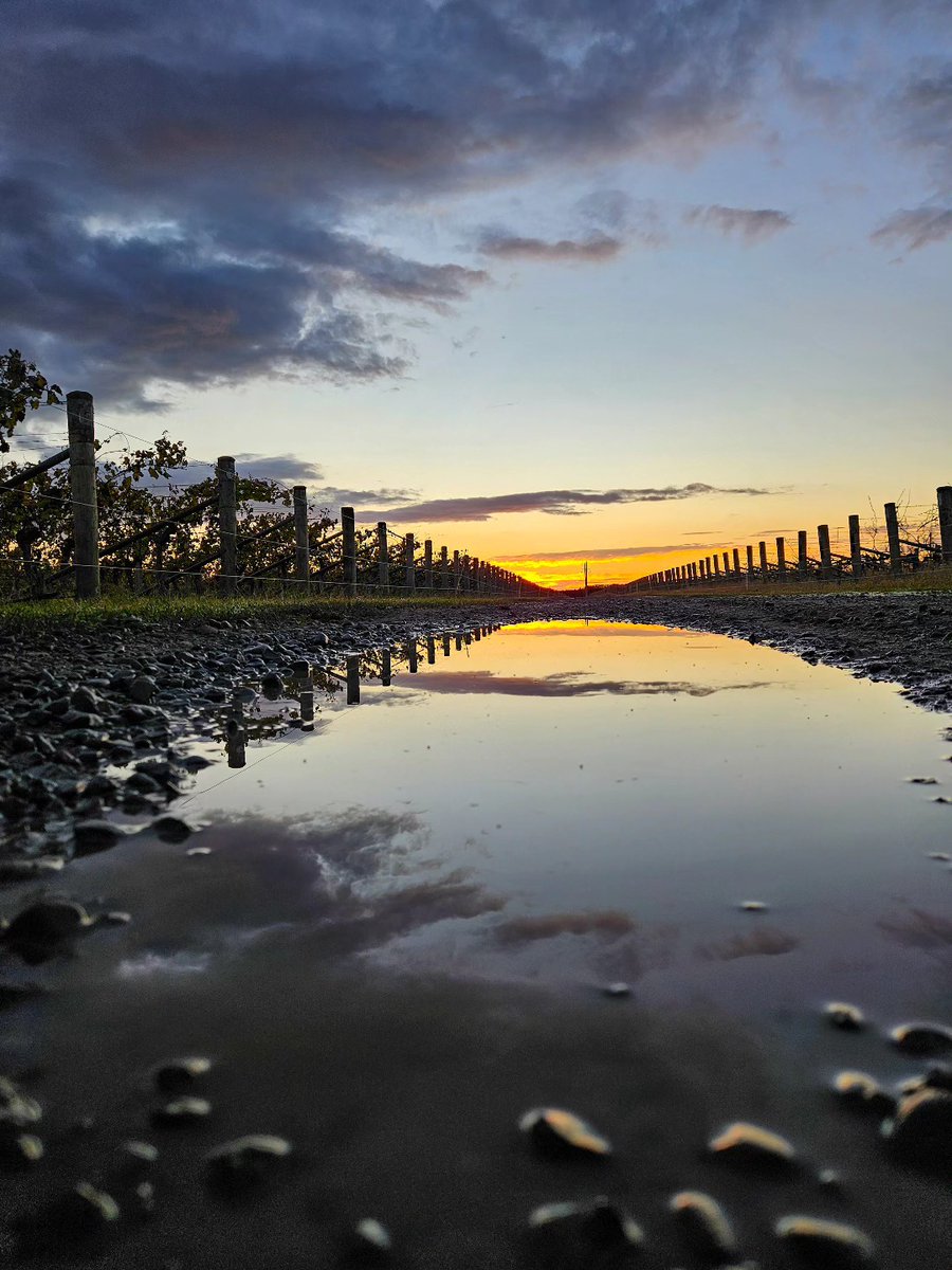 HawkesBay_Wine's tweet image. Puddles after the storm 

#HawkesBayWine #Vintage26 #GreatWineCapitals 

📸 @CarlGundersen
