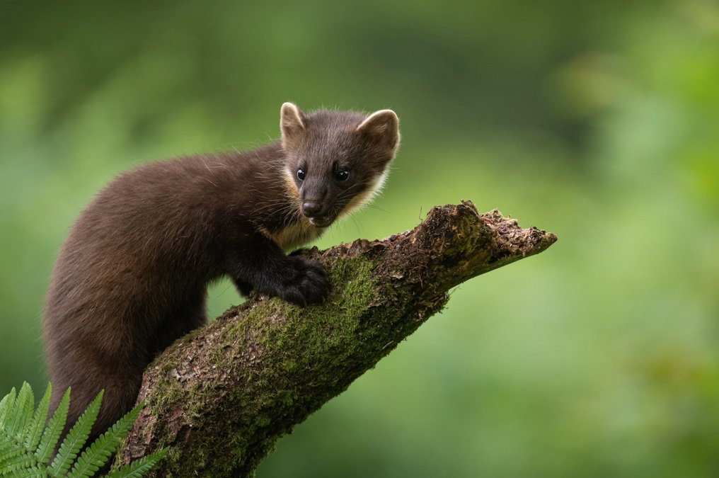 Two predatory species rightly being reintroduced to England and Wales. But don't they predate ground nesting birds, but didn't Tony Juniper of NE say foxes and badger numbers need to be controlled to protect ground nesting birds. Why the double standards.