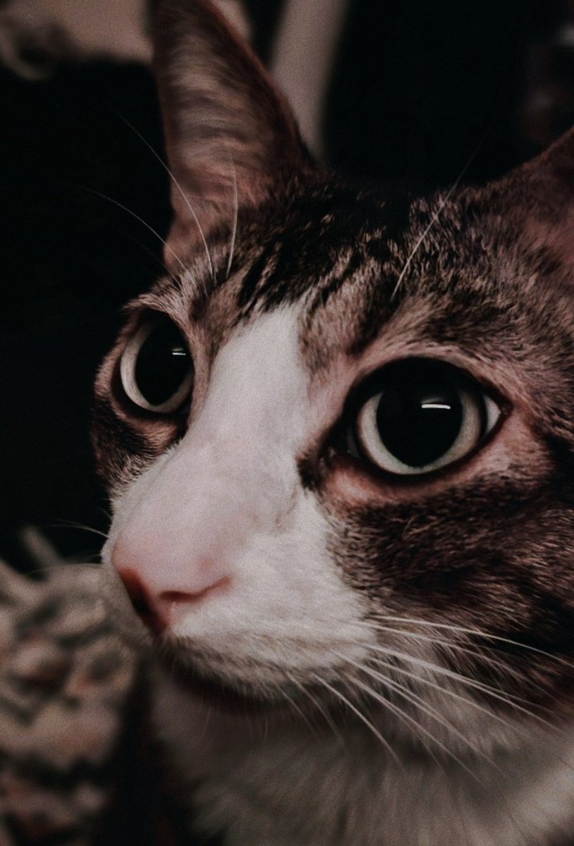 Nicole𓃠🩸 tweet media