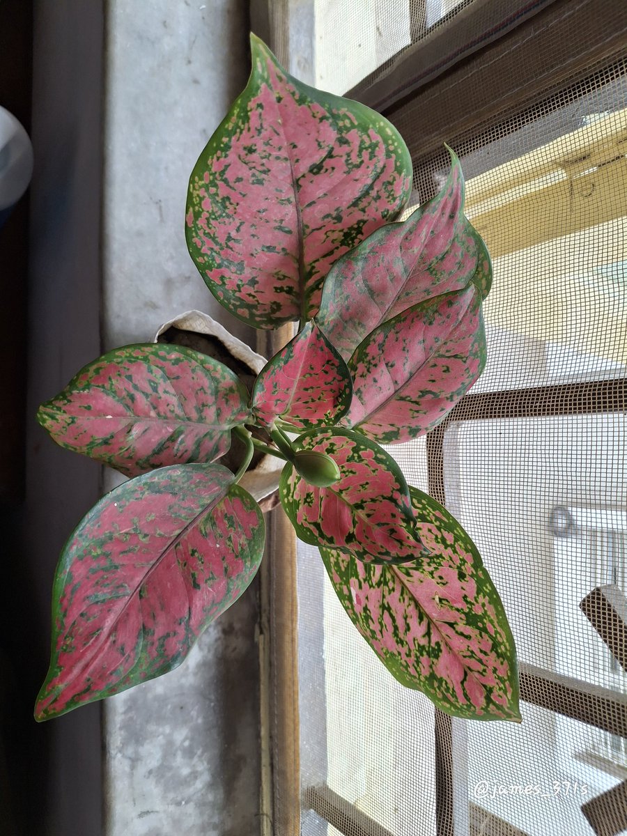 Jʌɱɘs🫡 tweet media