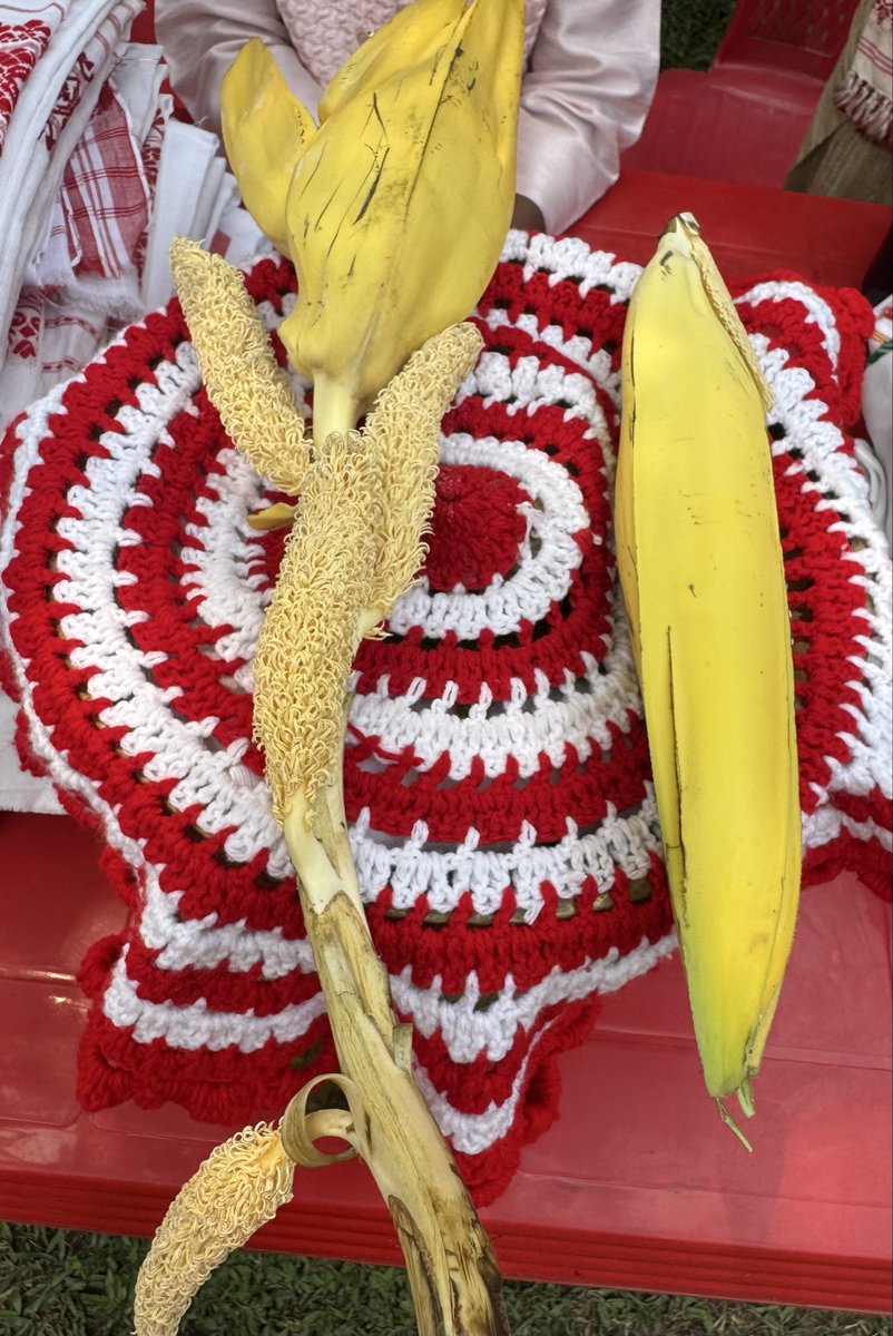 Mrinal_MLA's tweet photo. #FlowerIdentification
#ফুলপৰিচয়
#কেতেকী #ScrewPine
ব’হাগ আৰু কেতেকী - অতি নিবীড়-পুৰণি সম্বন্ধ। বসন্তৰ মৃদু বতাহত কেতেকীৰ সুগন্ধে গাঁওখন ভৰাই তোলে, তাৰ লগে লগে মনত জাগে বাসন্তী উলাহ। বিহু নামতো কেতেকীৰ এক সুকীয়া, মৰমলগা স্থান আছে - যেনেকৈ ই বসন্তৰ আগমনী বাণী কঢ়িয়াই আনে।
নৈ পানী বাঢ়িলে, নাহৰ ফুল ফুলিলে,
আঁহতে সলালে পাত;
কুলি কেতেকীয়ে ইনালে-বিনালে,
বিহু বিহু লাগিছে গাত…
প্ৰকৃতি, সুগন্ধ আৰু উৎসৱৰ এই মিলনে ব’হাগক কৰি তোলে আৰু অধিক মনোমোহা।
কেতেকী ফুল নামতো চিনাকী যদিও বহুতৰ বাবেই অপৰিচিত । এইপাহেই 'কেতেকী' Screw Pine ।
#HappyBohagBihu
#Bihu