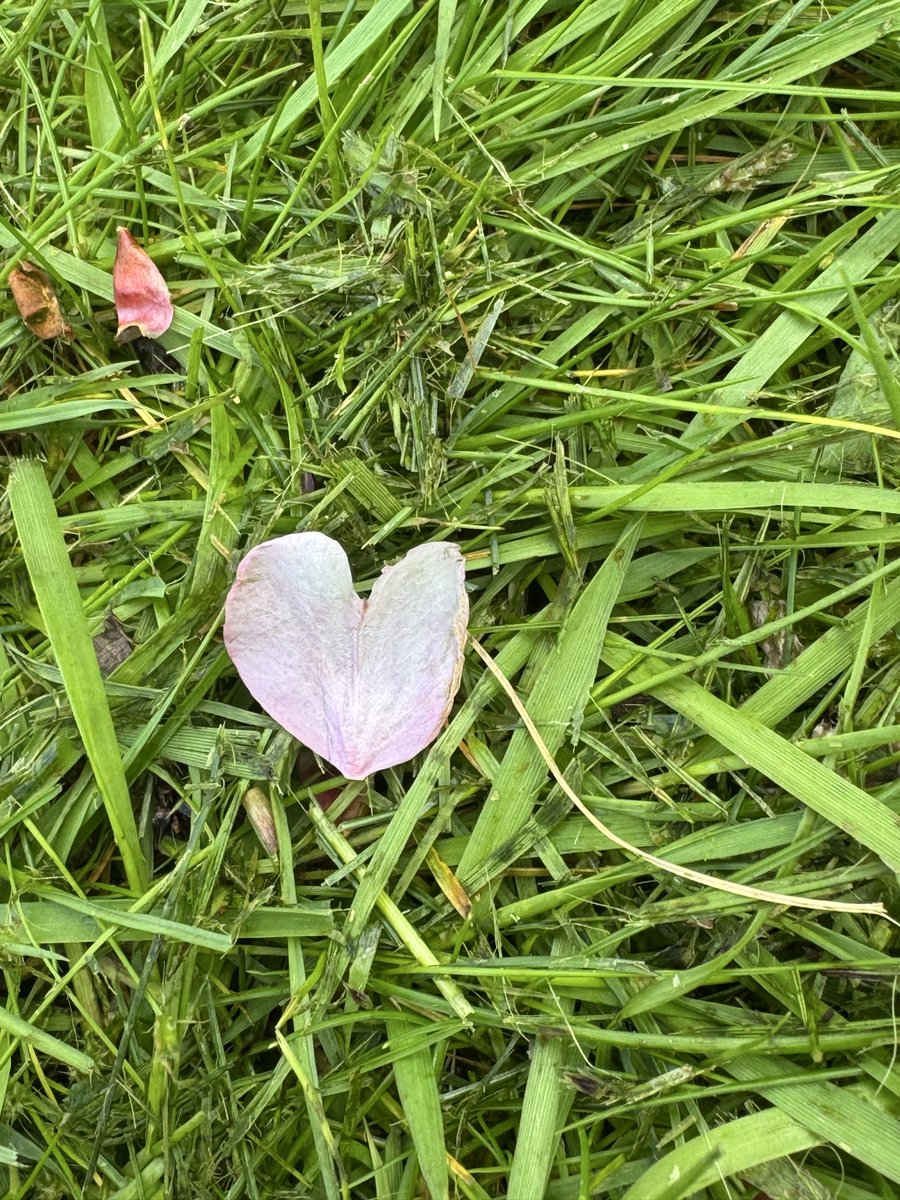 yasmine_oozeear's tweet image. Life is a fl🌸wer 
Blo🌸m where you are planted 
Spread kindness like petals 🍃🌸🍃
Embrace the sunshine ☀️ 
Grow stronger through storms and flourish anew .🌺
#LiveLoveCreate
#WildWednesday