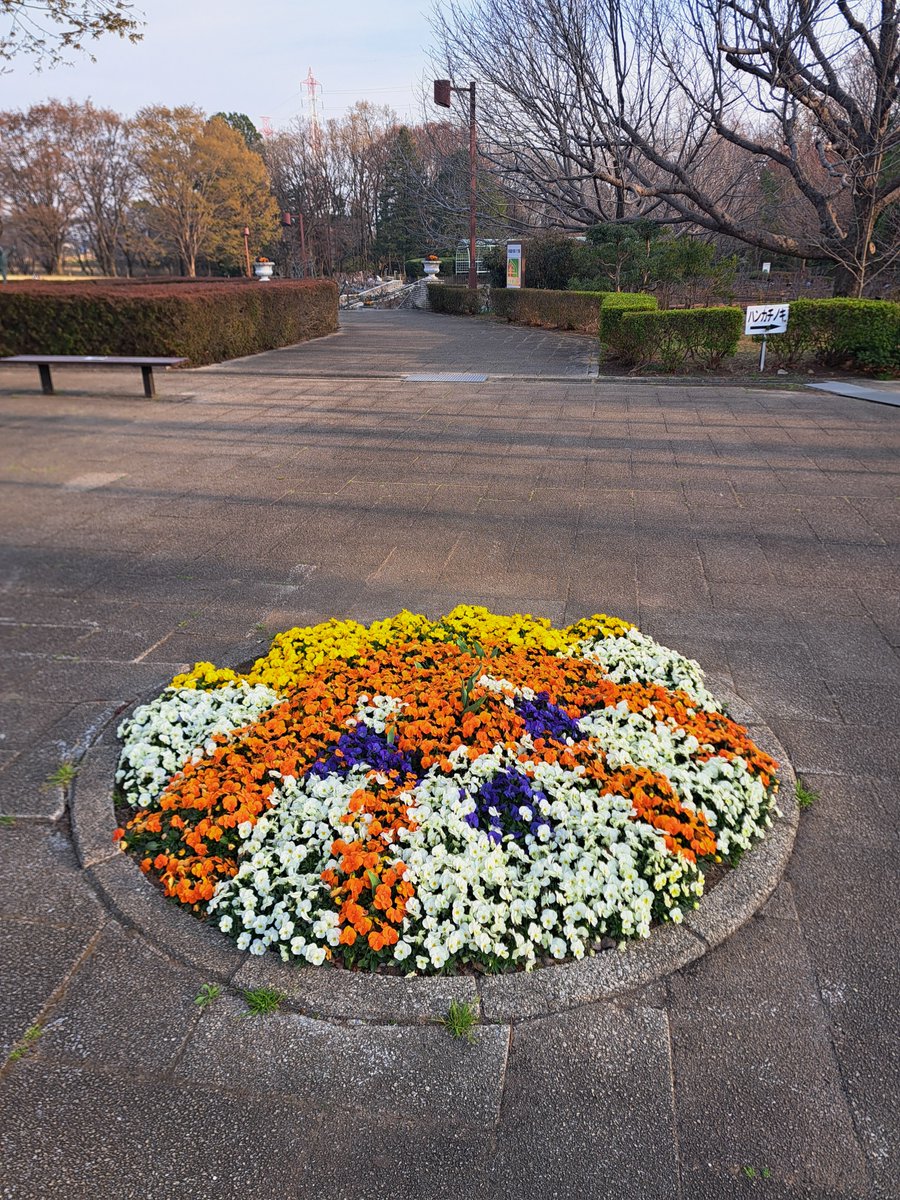 ご来園の皆様に「かわいい！」と大好評だった５頭のパンダの花壇とレッサーパンダの花壇 
寂しいのですがお別れが近づいています。 夏の花壇への植え替えが、もうすぐ始まる予定です。 #パンダ花壇 は４月22日㈬までご覧いただけます。 #智光山公園 #都市緑化植物園 #狭山市 #植物園 #さやまのはなさく