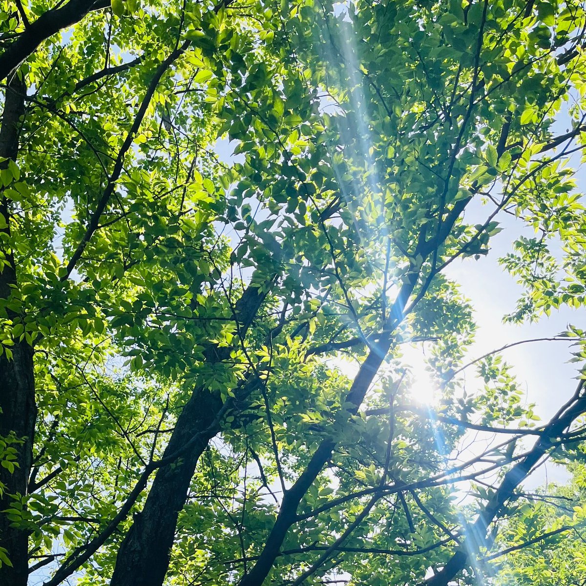 eneliver's tweet photo. 4/3に戸山公園でEneliverお花見会を開催したｽﾞﾏ🌸
新たなメンバーも加わって、新体制で頑張るｽﾞﾏよ！
ちなみに、先週末に戸山公園をお散歩したら桜完全になくなってたｽﾞﾏ。緑が生い茂ってたｽﾞﾏ・・・ https://t.co/5fr0vVCO0x
