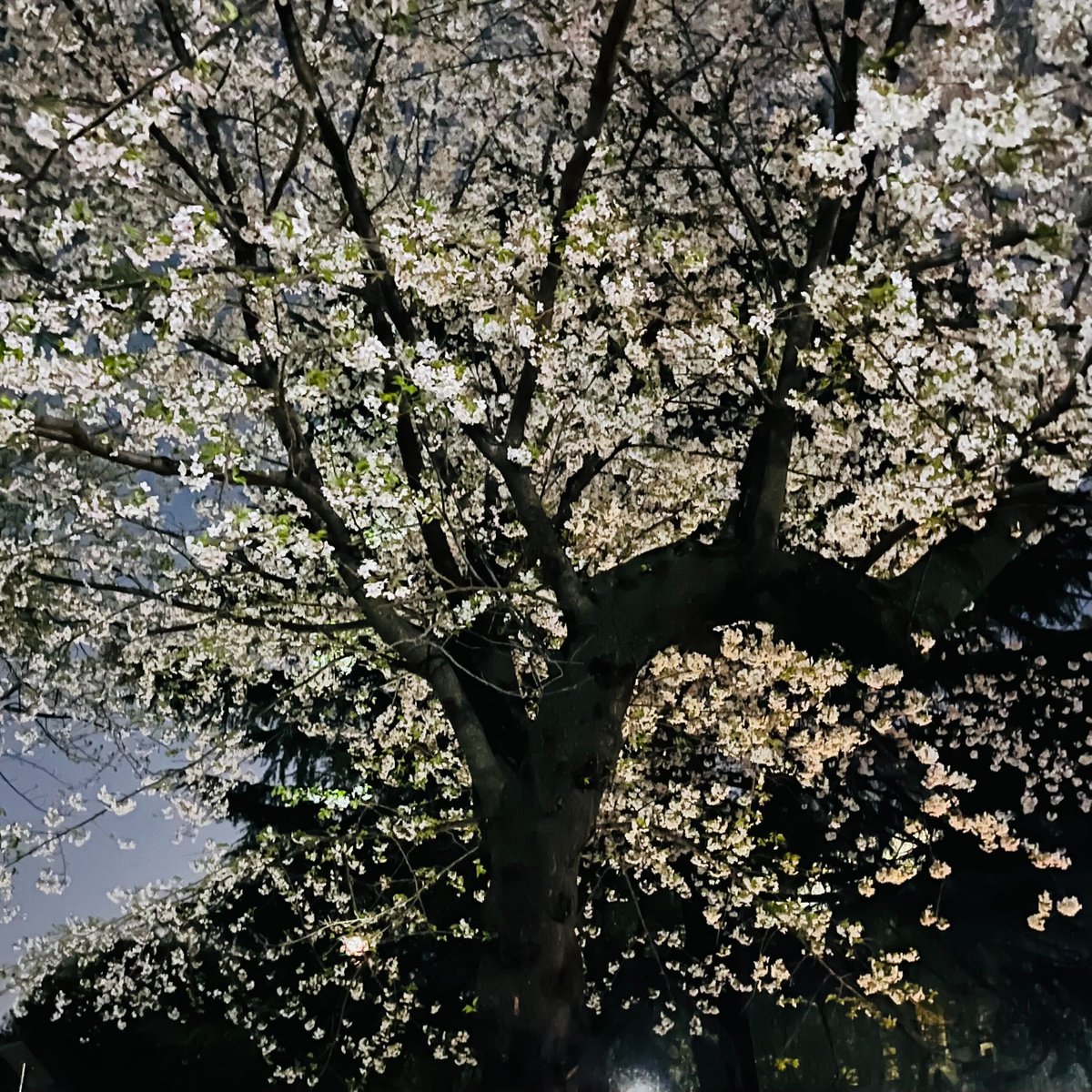 eneliver's tweet photo. 4/3に戸山公園でEneliverお花見会を開催したｽﾞﾏ🌸
新たなメンバーも加わって、新体制で頑張るｽﾞﾏよ！
ちなみに、先週末に戸山公園をお散歩したら桜完全になくなってたｽﾞﾏ。緑が生い茂ってたｽﾞﾏ・・・ https://t.co/5fr0vVCO0x