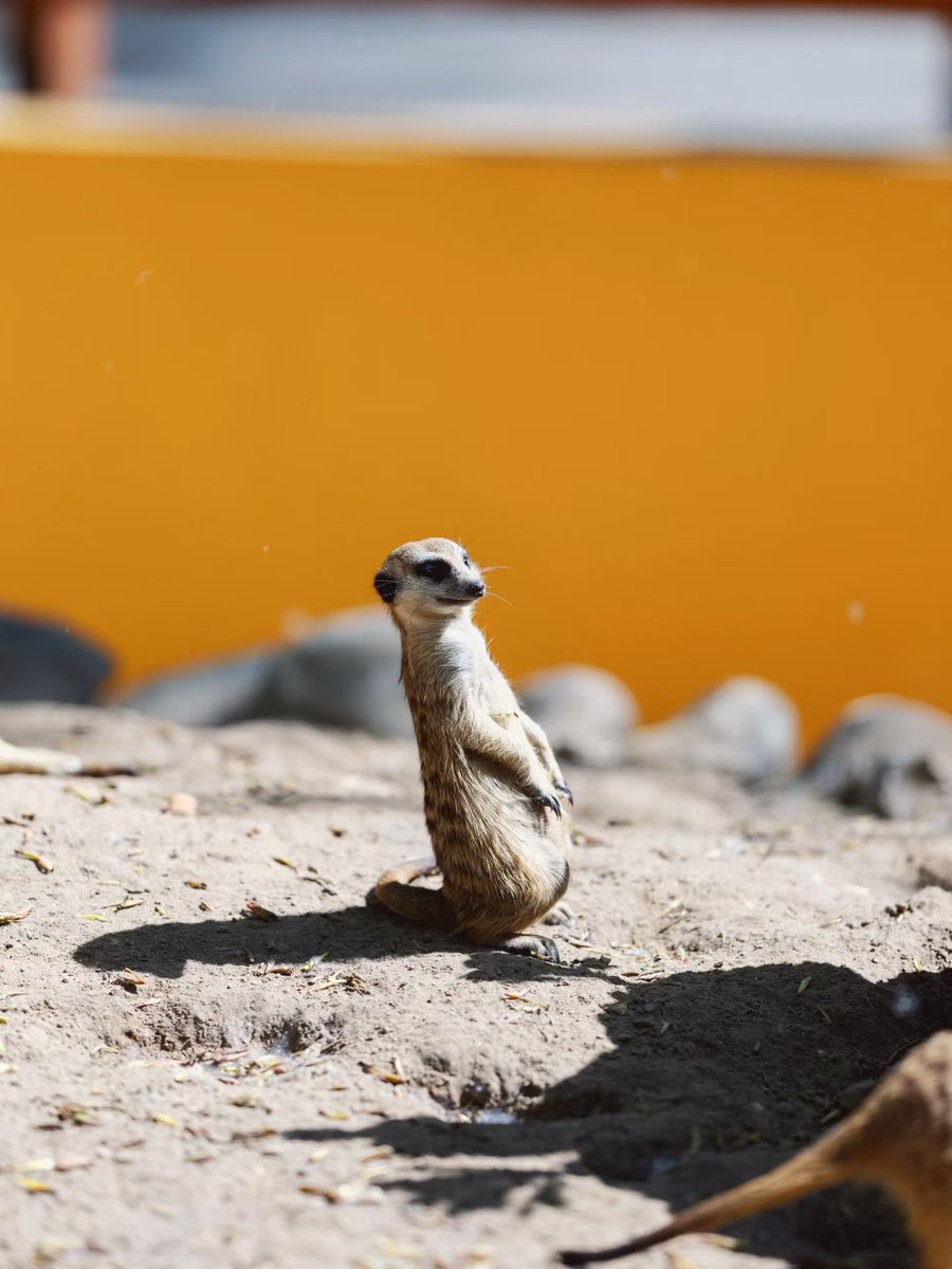 Jocaccia tweet media