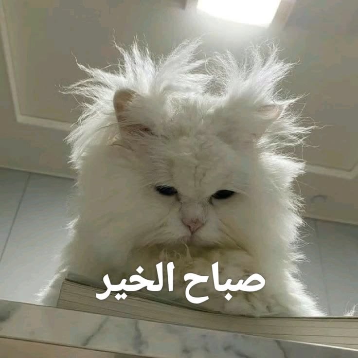 الــمترفہ tweet media