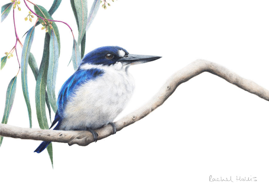 Forest Kingfishers are native to Australia and often nest in arboreal termite nests, I love the range of blues they have! rachelhollis.com/product/forest… #bird #kingfisher #birdart #pencilart