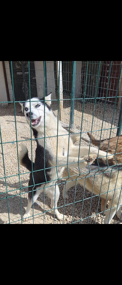ozgeemeert's tweet photo. Birinin bir bacağı yok. Bu iki Husky köpeğe Ankara içi yuva çıkar mı? https://t.co/x3etOH6VZj