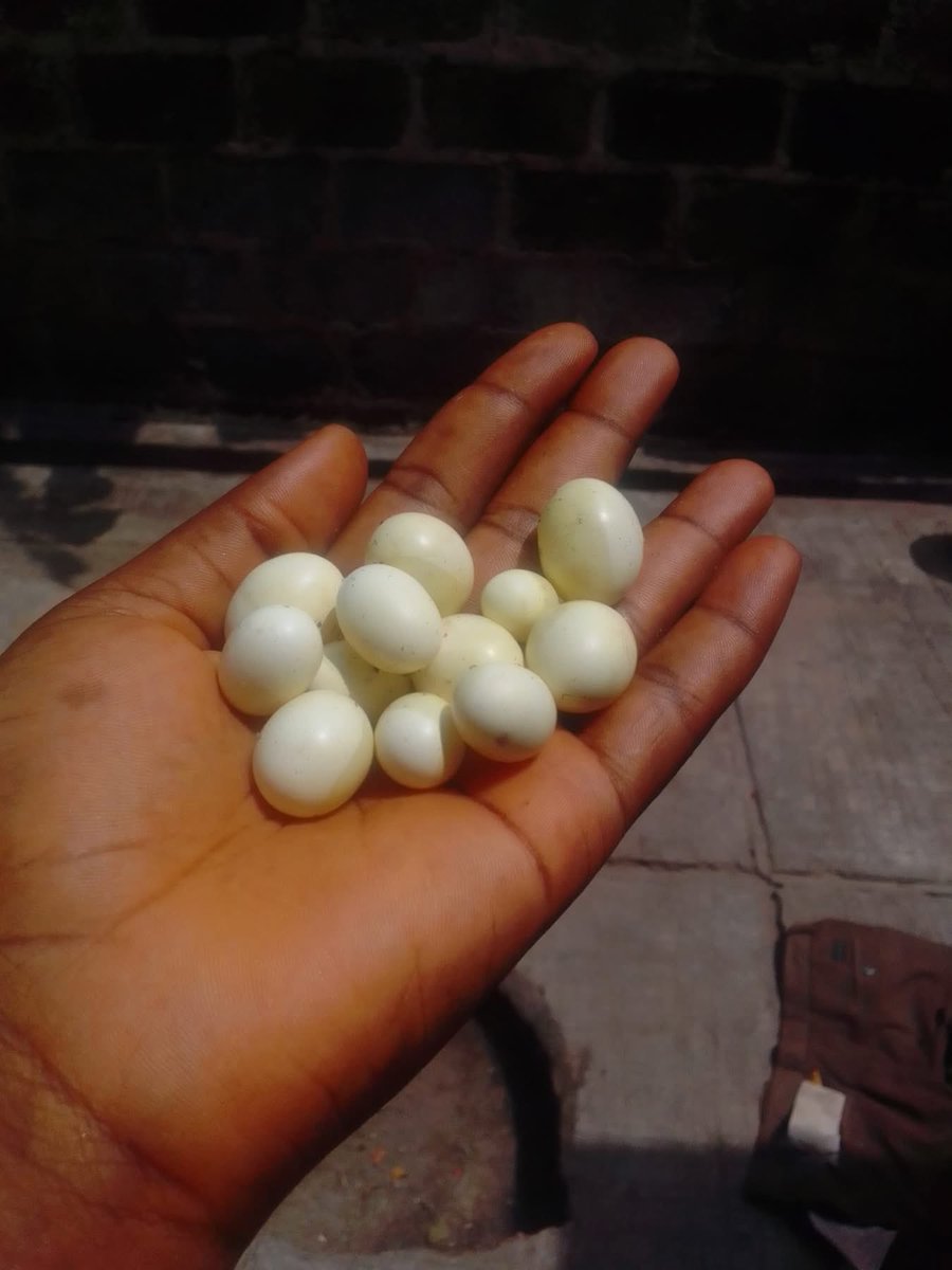 divya 💝💝 tweet media