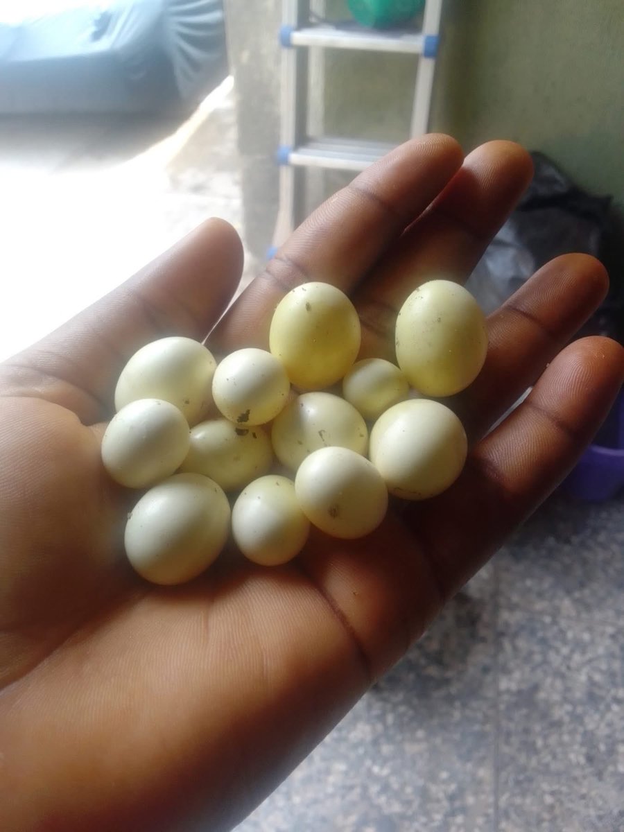 divya 💝💝 tweet media