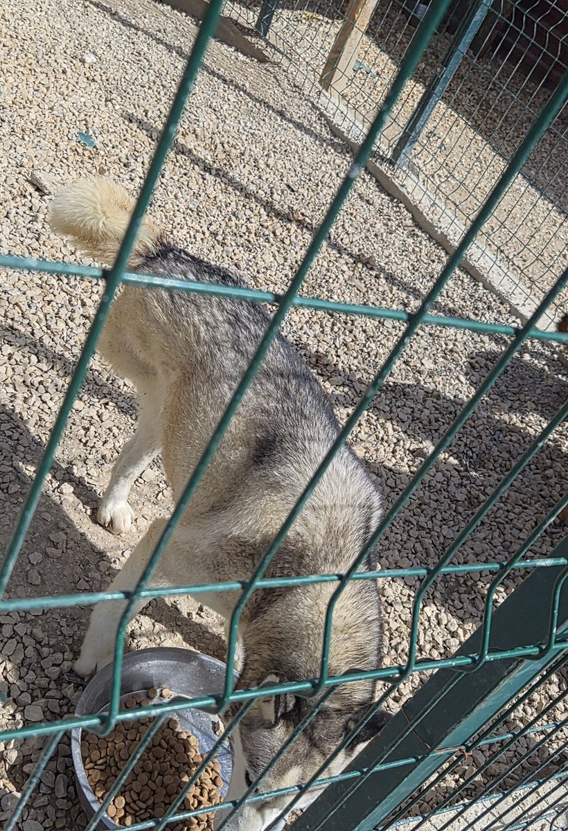 ozgeemeert's tweet photo. Birinin bir bacağı yok. Bu iki Husky köpeğe Ankara içi yuva çıkar mı? https://t.co/x3etOH6VZj
