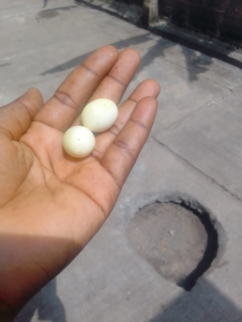 Victoria A tweet media