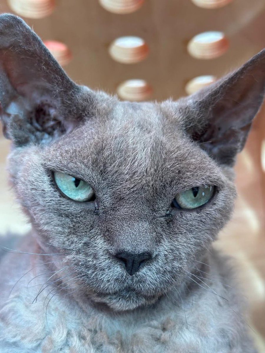 Nitny ∋∈ พี่นิดนี่ ภูวกุล ∋∈ 🐍🖤❤️💜 tweet media