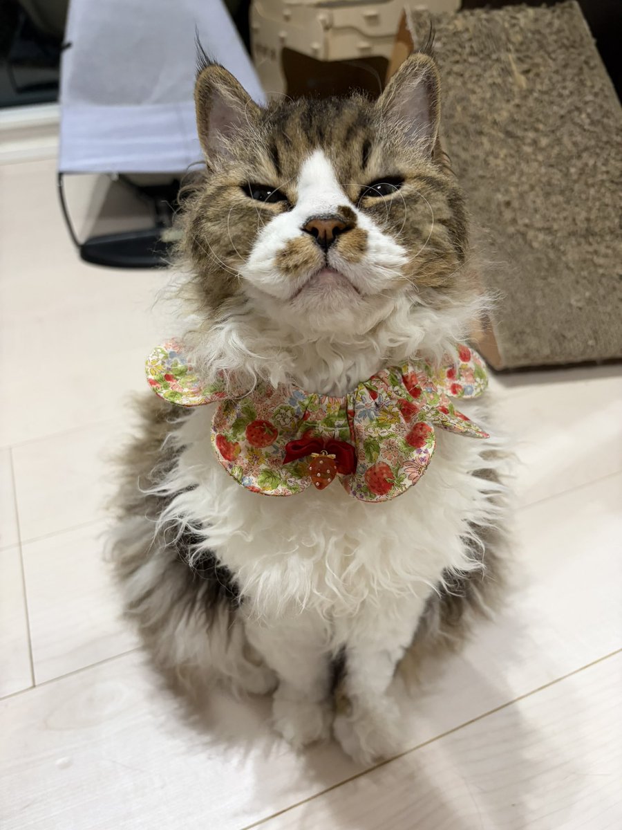 キャットアパートメントコーヒー tweet media