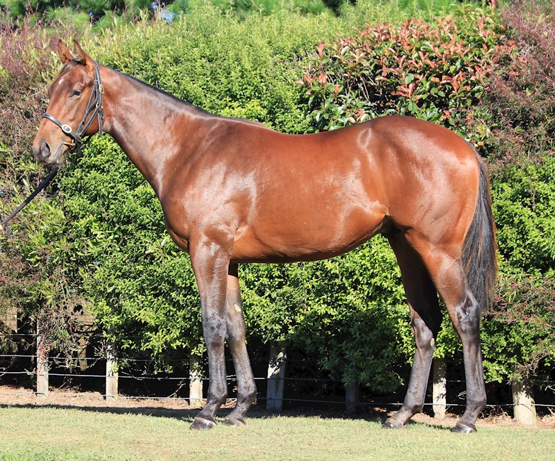 New Zealand Bloodstock tweet media
