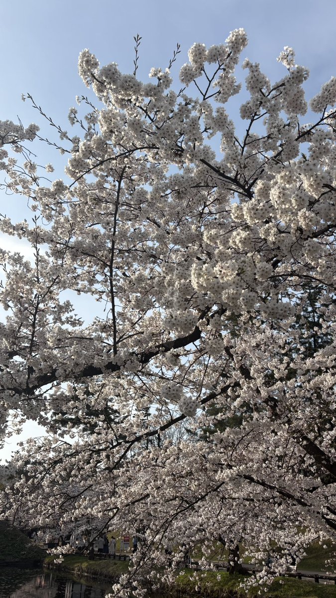 タンパク(優しくなりたい) tweet media