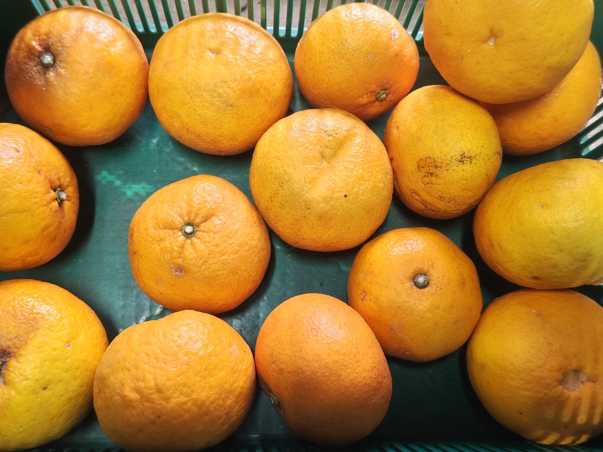 maxwell's ＠ラノベ熱再燃 tweet media