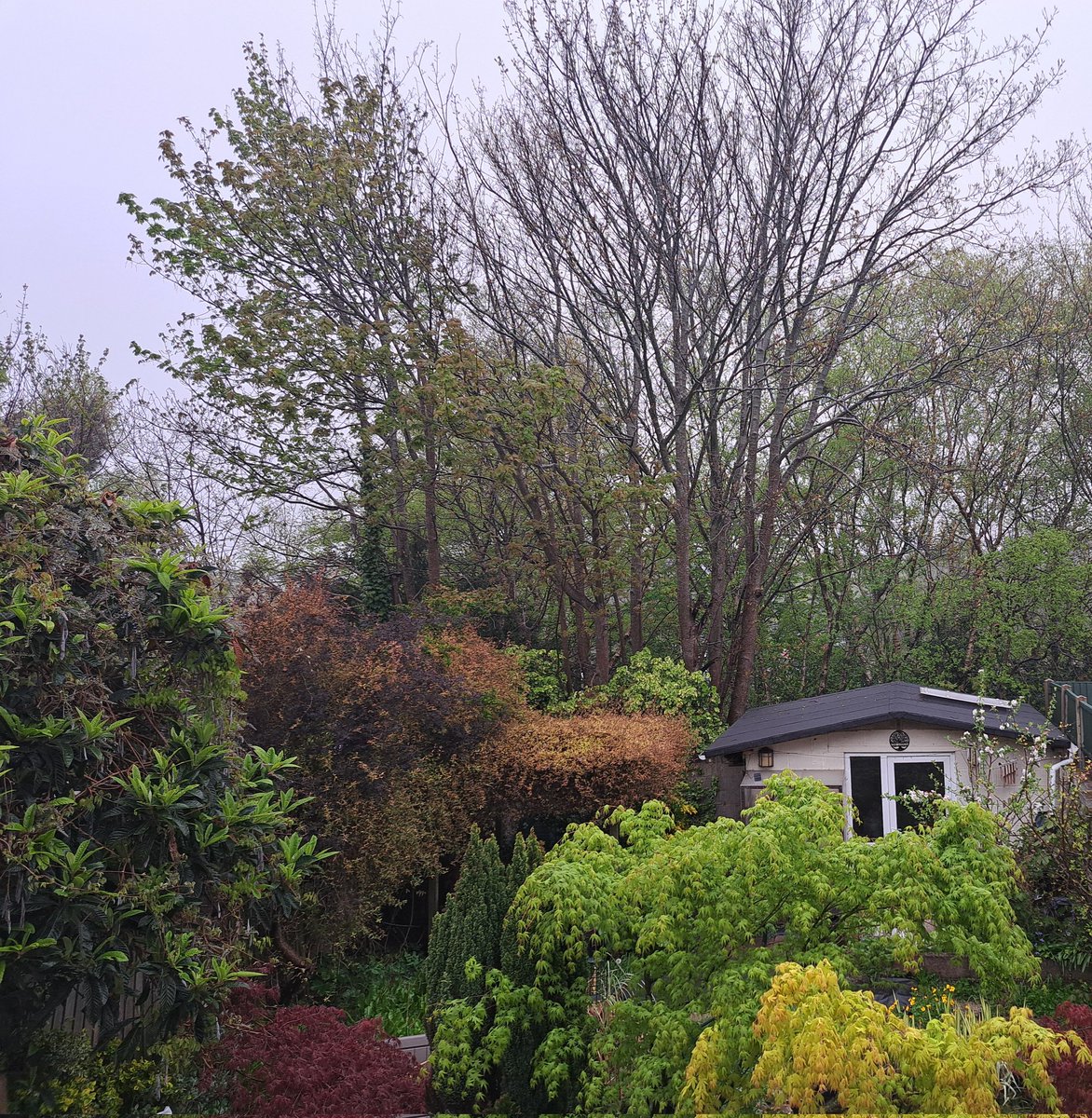 fionajroberts1's tweet image. This morning's sky in #Poole #StormHour and a view of our garden.
