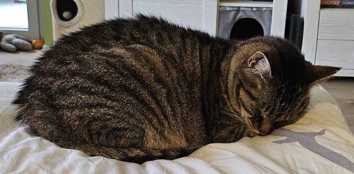 Ariany231 🐾 ☕️📖🎮🧶 🇩🇰 tweet media