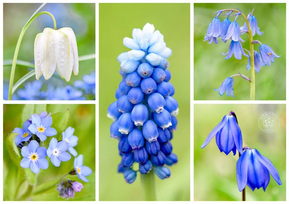 VenetiaJane's Garden tweet media