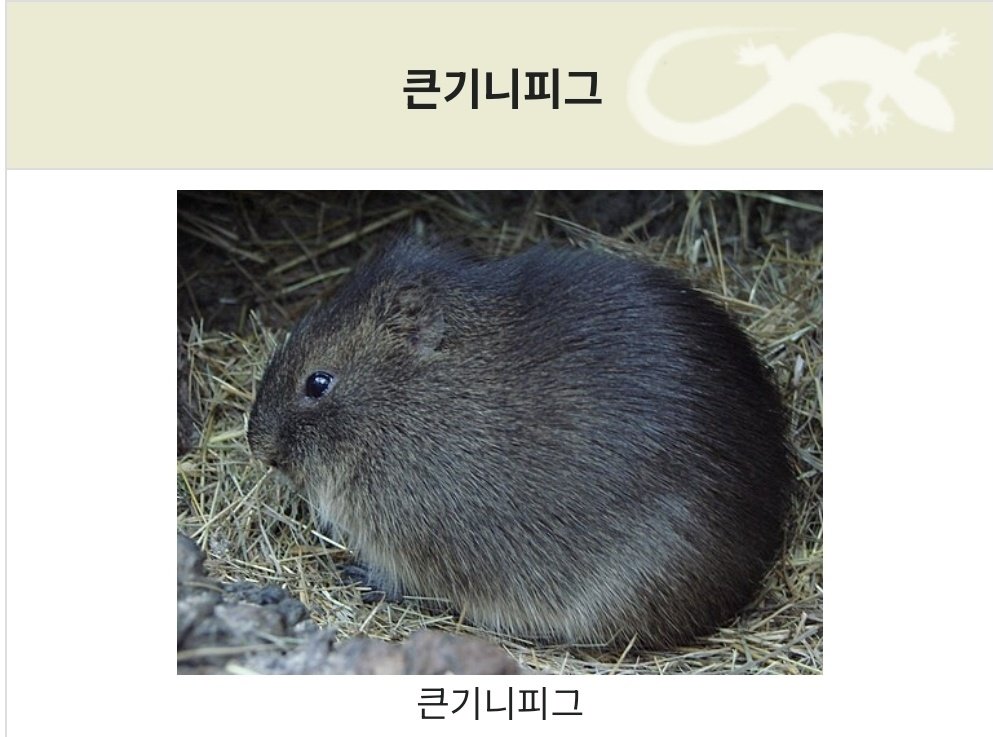 기니피그 아카이브 tweet media