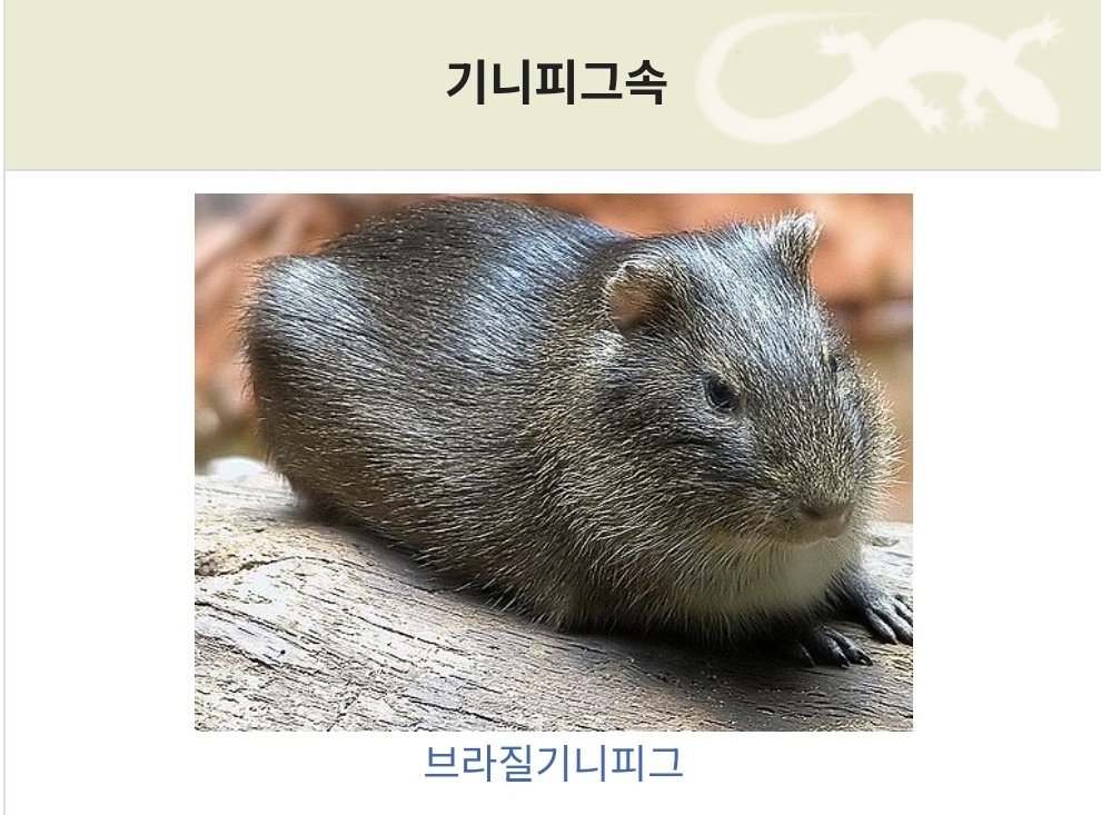 기니피그 아카이브 tweet media