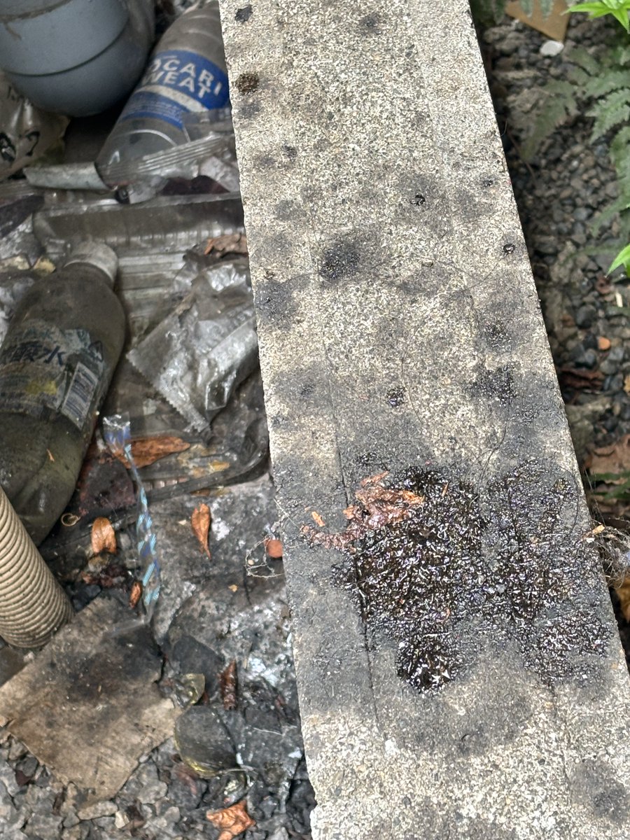 小坂英二（日本保守党　衆議院東京都第２９区支部長　前荒川区議） tweet media