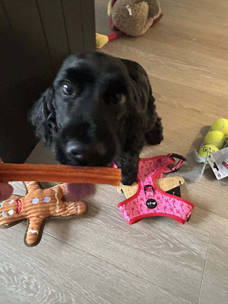 Daisy 🇮🇪 🐕‍🦺 & Alfie 🌈 🐕🥰 tweet media