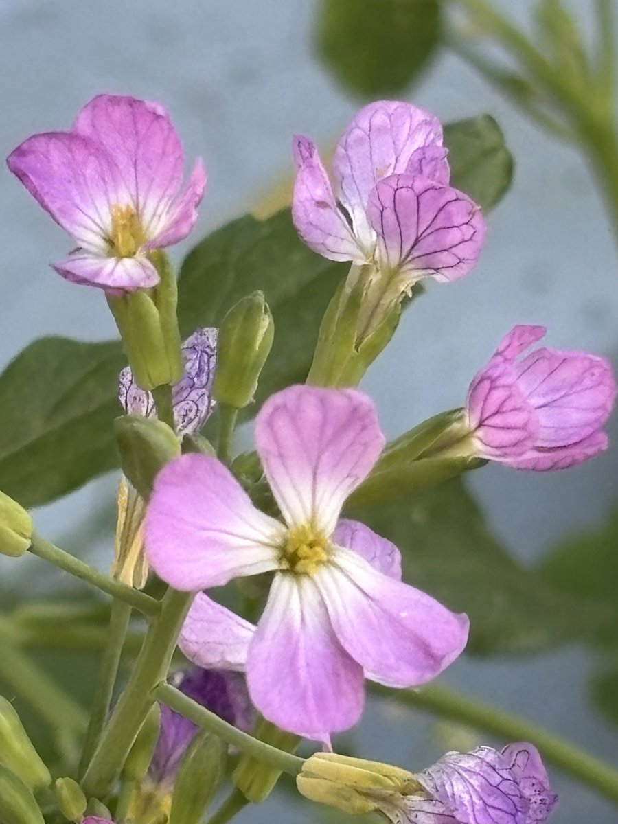 pargaien's tweet image. My photos are always original, taken by me... 📸

No AI..

What about you? 🫵🏻