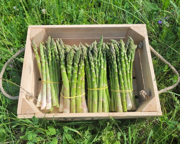 Товариство, вітаю! Час летить стрілою і незабаром стартує вже 6-й сезон #твіспаржа і це той самий пост-анонс, якого ви, сподіваюсь, чекали!
Вже скоро розпочинаємо збір (але з понеділка знов похолодання, так шо може бути затримка).
Традиційно є дві опції – підписка на 6 тижнів