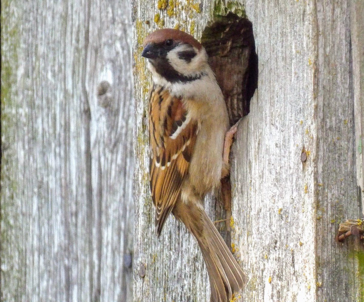 HPaluste's tweet image. Põldvarblane 
#BirdsOfX #birdphotography #Naturfotografie