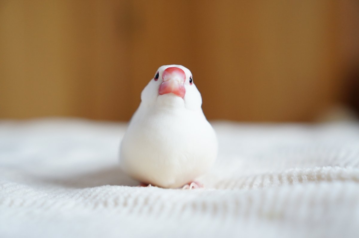 ❤️ちびちゃん❤️ にょきっ 白ちびちゃん🐥🌿