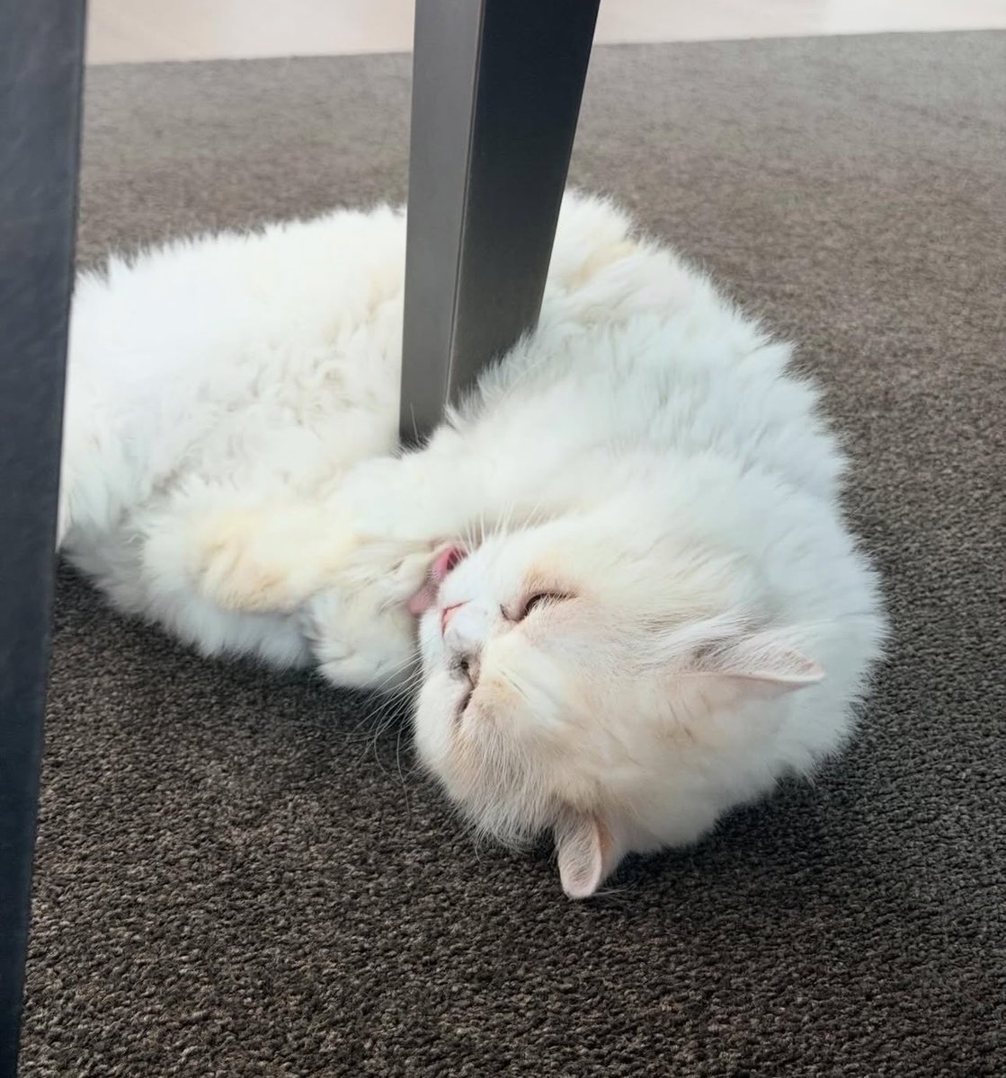 Pop7base's tweet image. BamBam shares cute photos of Cupcake, Latte, King, and Pudding in his latest post on Instagram.