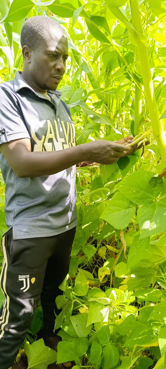 AbiluTangwa's tweet image. "My father always says, 'Good farms aren't just about crops; they're about nurturing the land.' Economic trees play a vital role in replenishing soil health and promoting environmental sustainability. #SustainableFarming #ClimateAction"