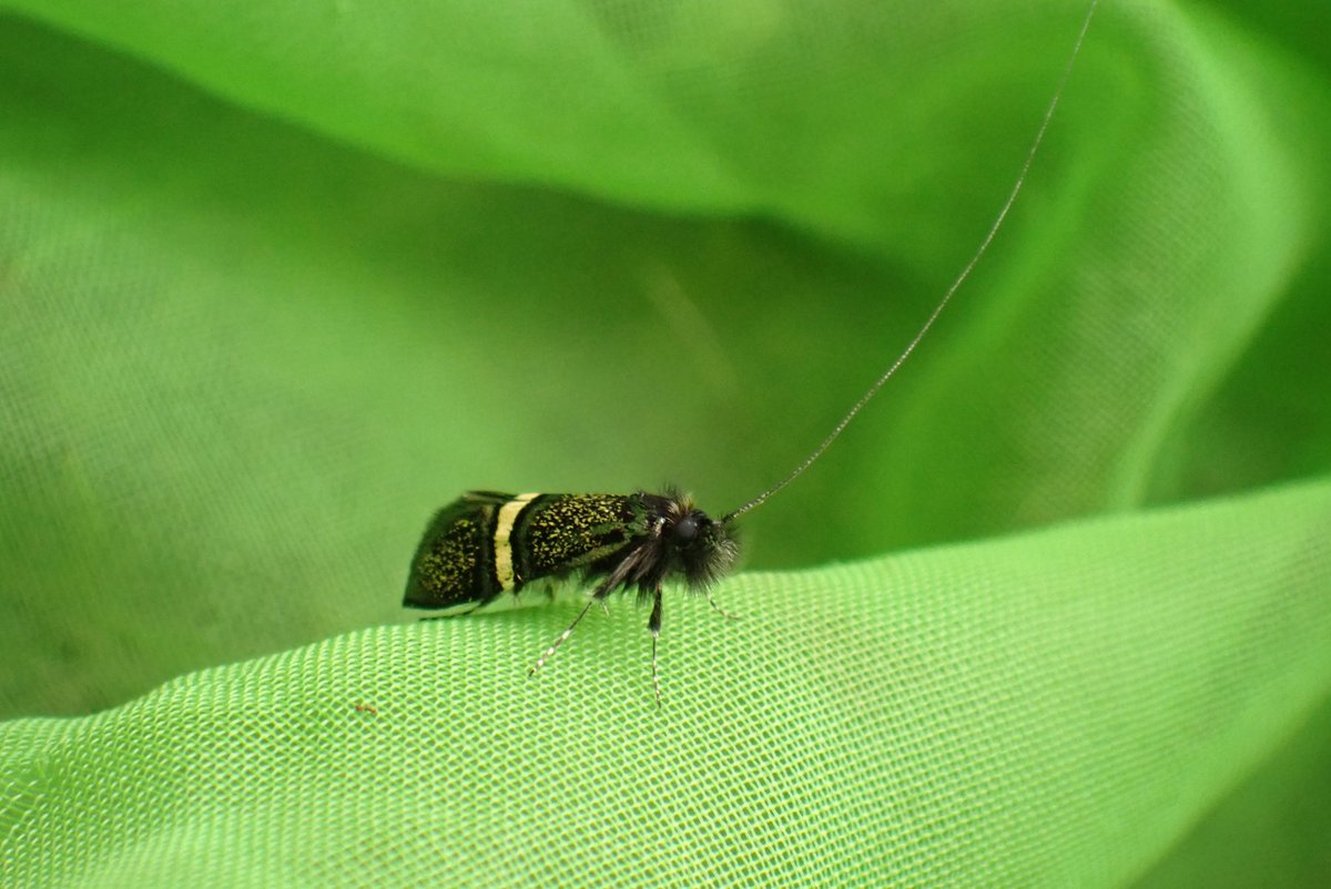 やなぎ tweet media