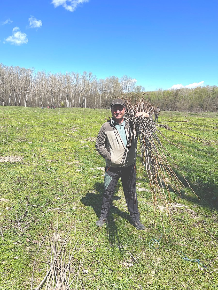 RNP_Romsilva's tweet photo. 📸🌱 Silvicultorii de la Ocolul Silvic Hârșova (DS Constanța) au încheiat campania de împăduriri de primăvară.
🌿 60 ha regenerate în Lunca Dunării
🌱 1.500 puieți plantați (UA 41A & 26H)
Condiții ideale → premise pentru o pădure sănătoasă
#Romsilva #impaduriri #padure https://t.co/QVD2xWsYMx