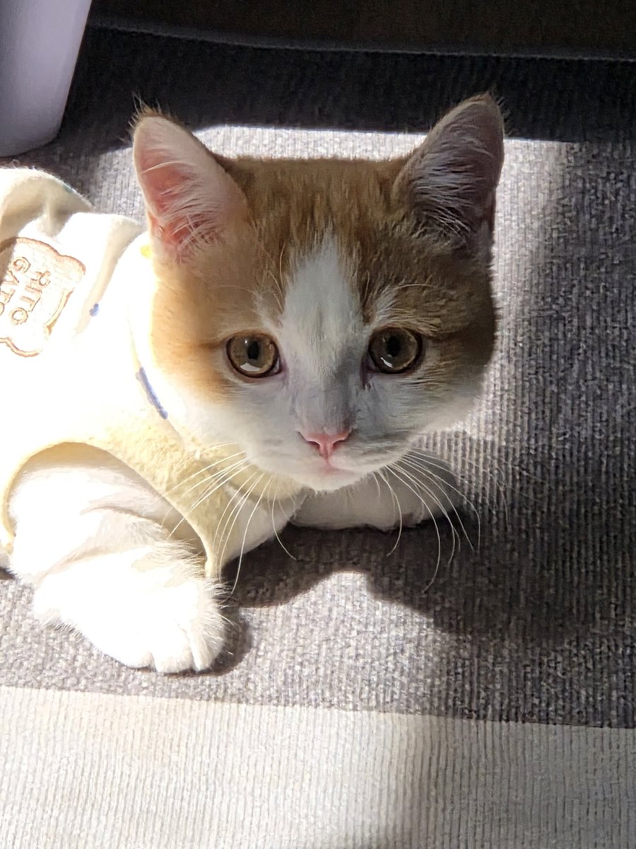 환상망락 tweet media