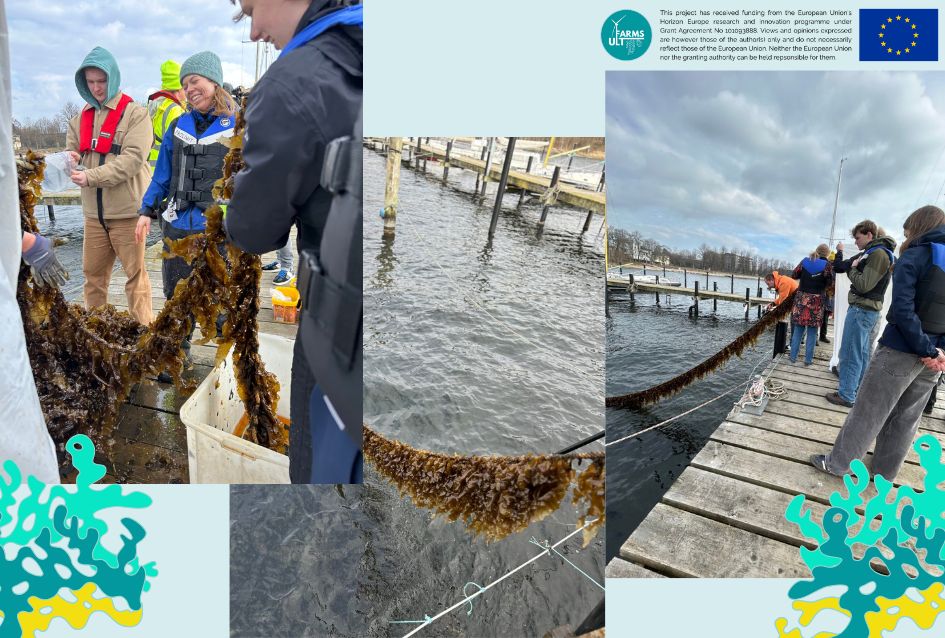 CTAndaluciaENG's tweet image. A new step forward for climate-smart aquaculture in Europe!🪸 

🟡Within our #EUproject @ultfarms, the Kiel Harbour pilot site 🇩🇪 has achieved a successful harvest of Saccharina latissima, confirming the viability of nearshore seaweed cultivation🌿under real operational