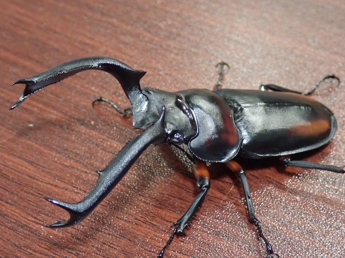カブト・クワガタ専門店 BEETLE GARDEN on X: 
