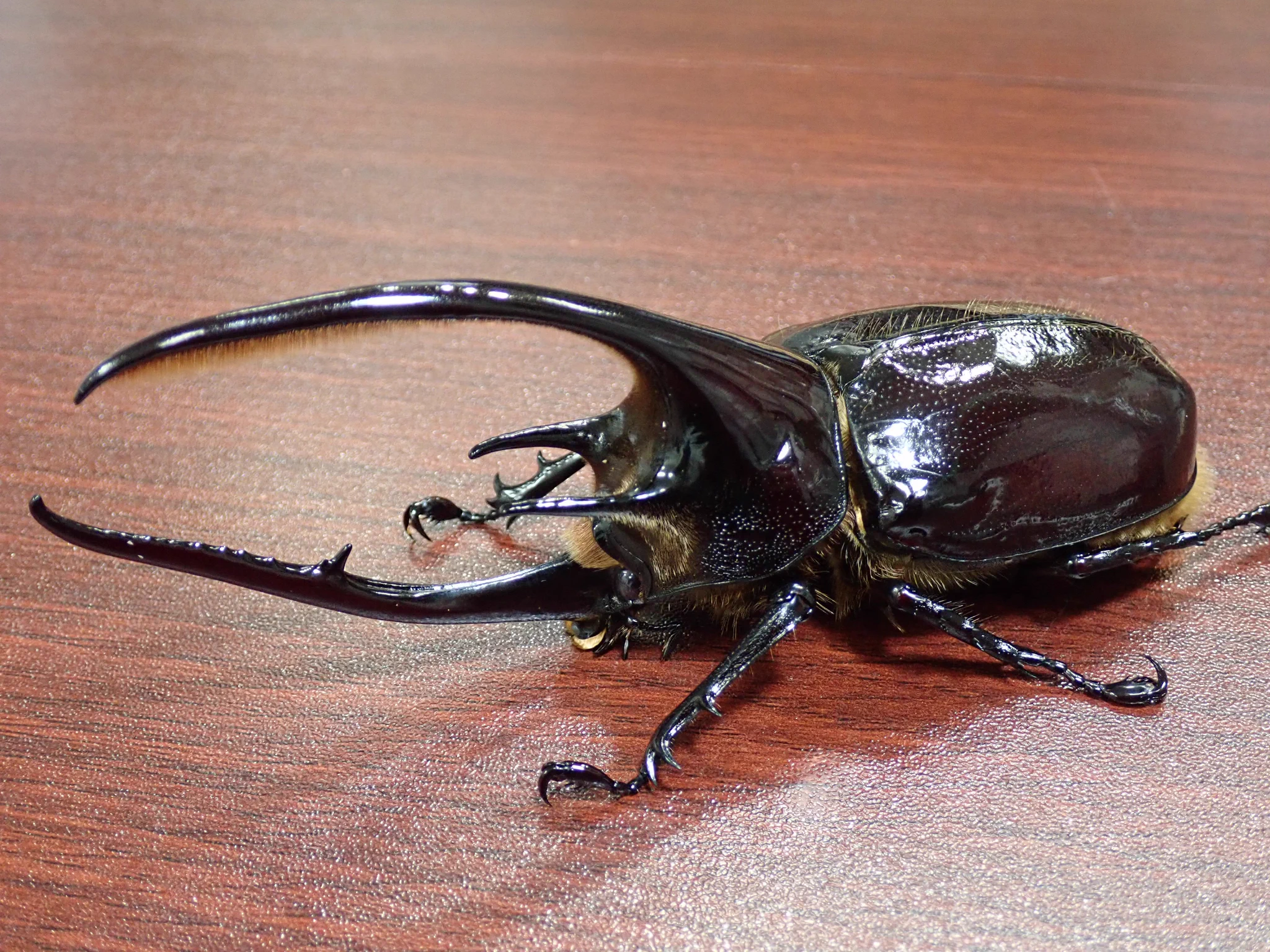 カブト・クワガタ専門店 BEETLE GARDEN on X: 