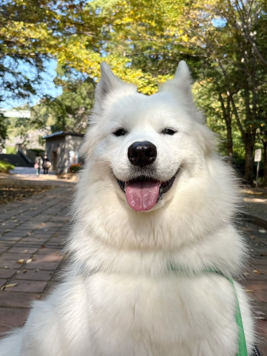 サモエドカフェアル tweet media